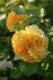 ġۥХ ҥ  6ȭʡӿ建 ʼϿдϡJ-RP2024տʼ