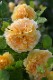 ġۥХ ҥ  6ȭʡӿ建 ʼϿдϡJ-RP2024տʼ