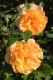 ġۥХ ҥ  6ȭʡӿ建 ʼϿдϡJ-RP2024տʼ