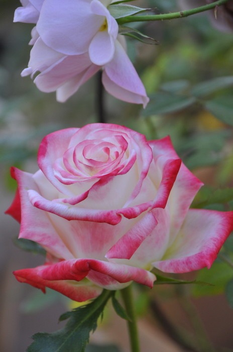 ġۥХ ڥȥꥹե顼  6ȭʡJ-HT20