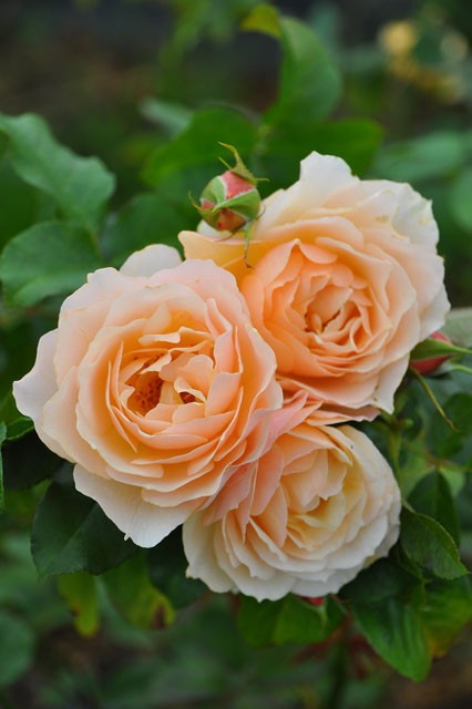 ���ߵ����ġۥХ��� �դ��� ���� ���� 6��ȭ�����ʡη����ʼ�ϡ�JB-YR��