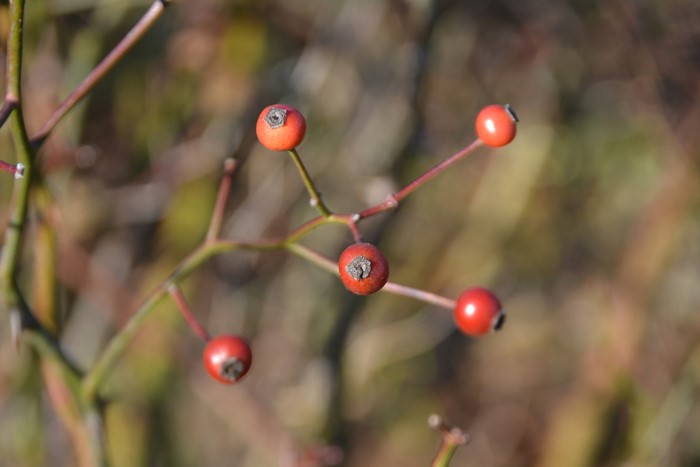 �����ġۥХ��� �ѡ��ץ륹�����饤�ʡ� ���� 6��ȭ�����ʡ�J-CL20��