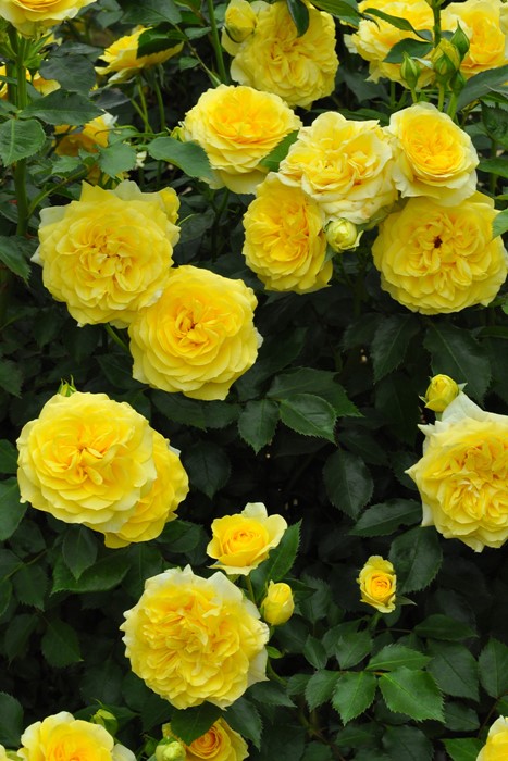 �����ġۥХ��� ����饤�ȥ��ޥ�ƥ��� ���� 6��ȭ�����ʡ����ӿ建�� ��Ͽ�ʼ�ϡ�IR-IRO3��