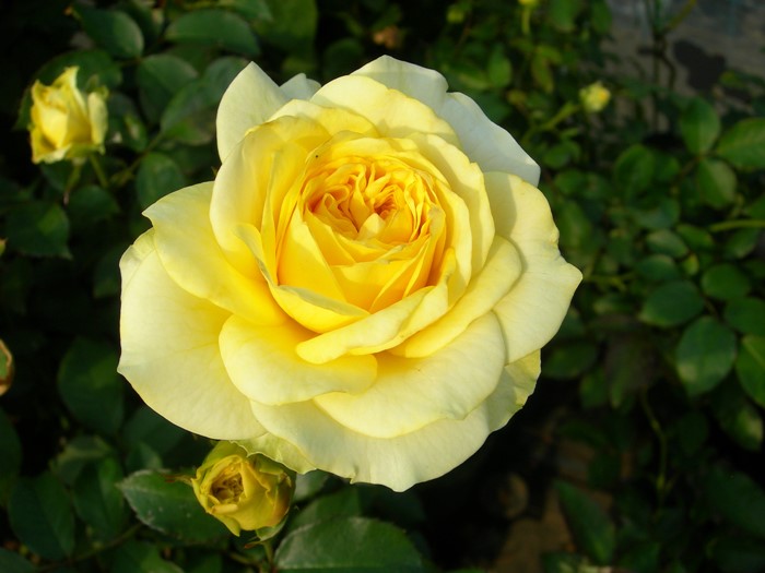 �����ġۥХ��� ����饤�ȥ��ޥ�ƥ��� ���� 6��ȭ�����ʡ����ӿ建�� ��Ͽ�ʼ�ϡ�IR-IRO3��