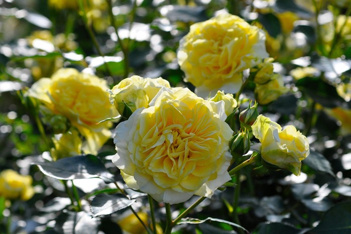 �����ġۥХ��� ����饤�ȥ��ޥ�ƥ��� ���� 6��ȭ�����ʡ����ӿ建�� ��Ͽ�ʼ�ϡ�IR-IRO3��