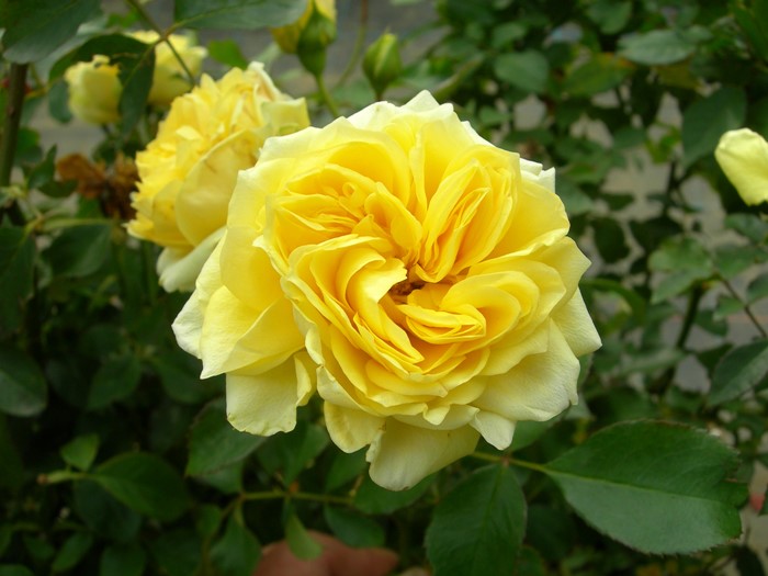 �����ġۥХ��� ����饤�ȥ��ޥ�ƥ��� ���� 6��ȭ�����ʡ����ӿ建�� ��Ͽ�ʼ�ϡ�IR-IRO3��