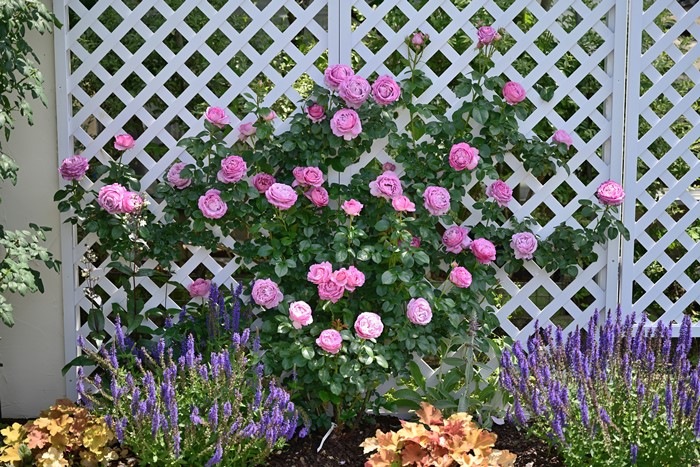 Хġġۥ쥭ɥӥåɥˡ  6ȭʡӿ建 ʼϿдϡHan-DEL