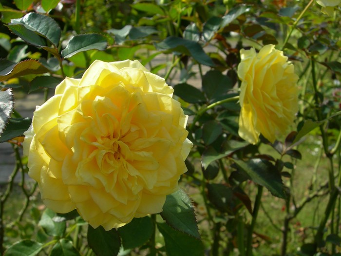 �����ġۥХ��� ����饤�ȥ��ޥ�ƥ��� ���� 6��ȭ�����ʡ����ӿ建�� ��Ͽ�ʼ�ϡ�IR-IRO3��