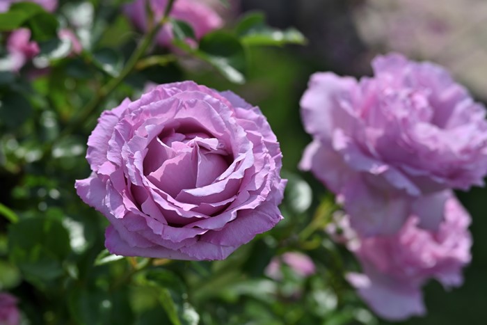 Хġġۥ쥭ɥӥåɥˡ  6ȭʡӿ建 ʼϿдϡHan-DEL