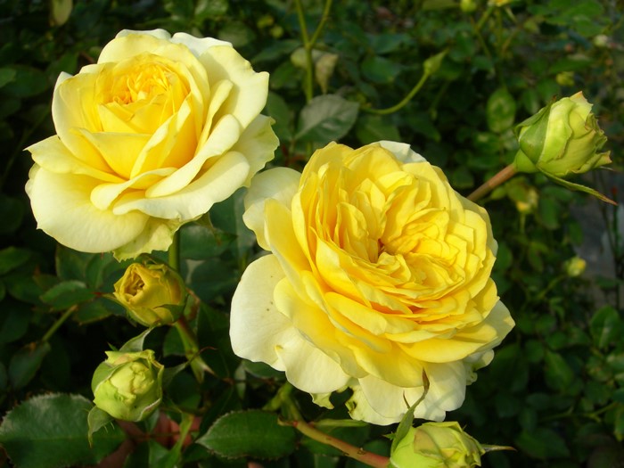 �����ġۥХ��� ����饤�ȥ��ޥ�ƥ��� ���� 6��ȭ�����ʡ����ӿ建�� ��Ͽ�ʼ�ϡ�IR-IRO3��