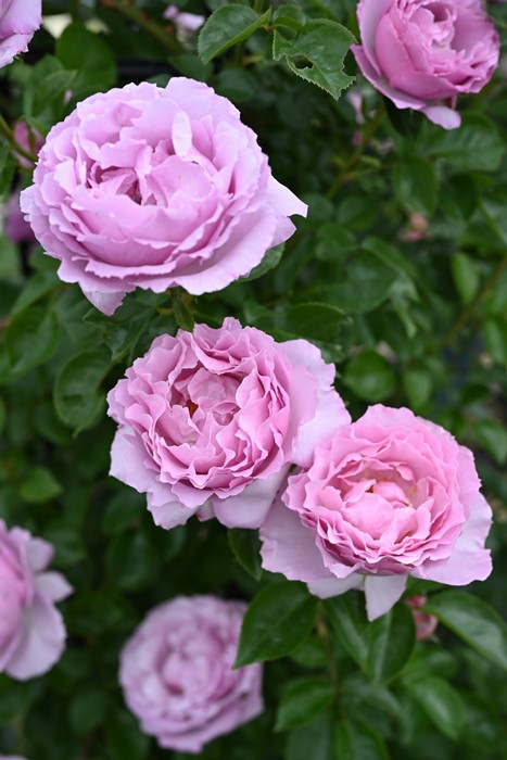 Хġġۥ쥭ɥӥåɥˡ  6ȭʡӿ建 ʼϿдϡHan-DEL