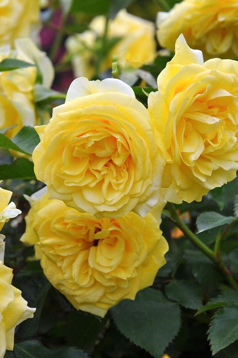 �����ġۥХ��� ����饤�ȥ��ޥ�ƥ��� ���� 6��ȭ�����ʡ����ӿ建�� ��Ͽ�ʼ�ϡ�IR-IRO3��