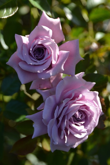 ġۥХ ꥨ󥿡  6ȭʡӿ建 ʼϿдϡJ-RP2024տʼ