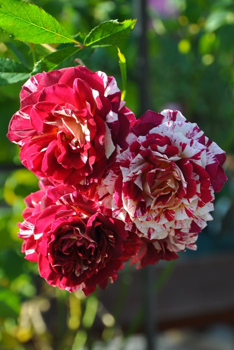 ���ߵ����ġۥХ��� �٥�ǥ��ԥ̡��� ���� 6��ȭ�����ʡη����ʼ�ϡ�OM-GU�ա�0109�����