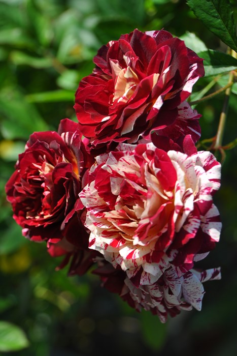 ���ߵ����ġۥХ��� �٥�ǥ��ԥ̡��� ���� 6��ȭ�����ʡη����ʼ�ϡ�OM-GU�ա�0109�����