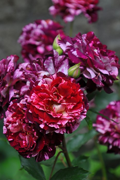 ���ߵ����ġۥХ��� �٥�ǥ��ԥ̡��� ���� 6��ȭ�����ʡη����ʼ�ϡ�OM-GU�ա�0109�����