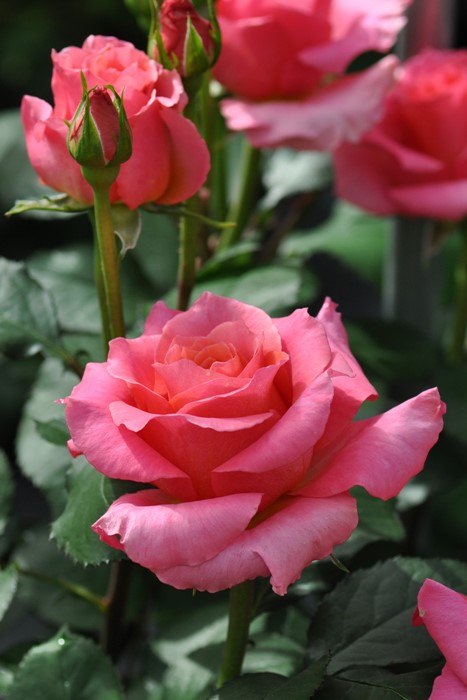 �����ġۥХ��� �֥�ꥢ��� ���� 6��ȭ�����ʡη����ʼ�ϡ�Kb-KBO��