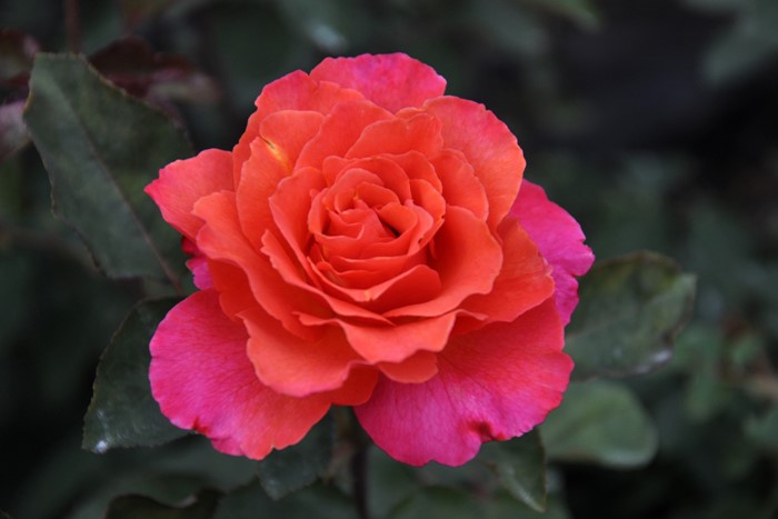 �����ġۥХ��� �֥�ꥢ��� ���� 6��ȭ�����ʡη����ʼ�ϡ�Kb-KBO��