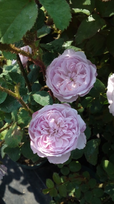 �����ġۥХ��� ����С����ɥ٥� ���� 6��ȭ�����ʡ�J-OC20��