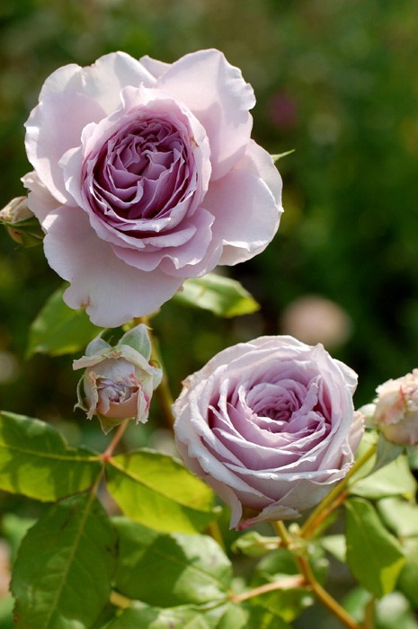 ġۥХ ƥå  6ȭʡηʼϡJB-YJR