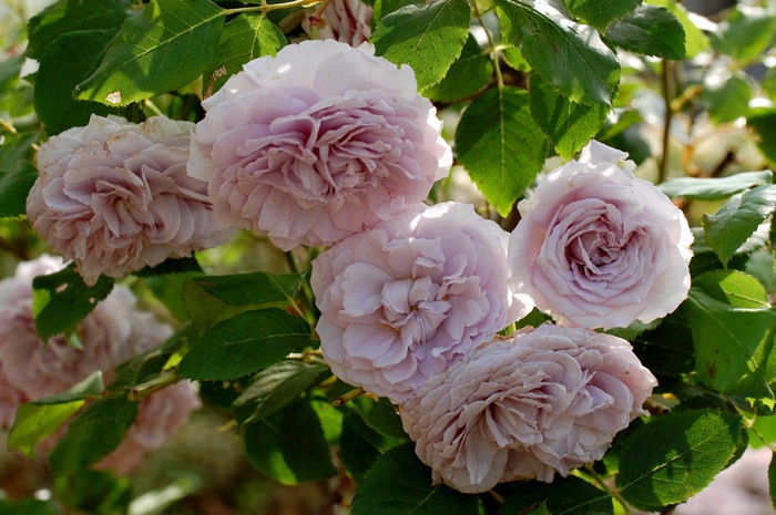 ġۥХ ƥå  6ȭʡηʼϡJB-YJR