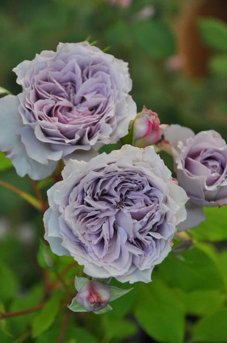 ġۥХ ƥå  6ȭʡηʼϡJB-YJR