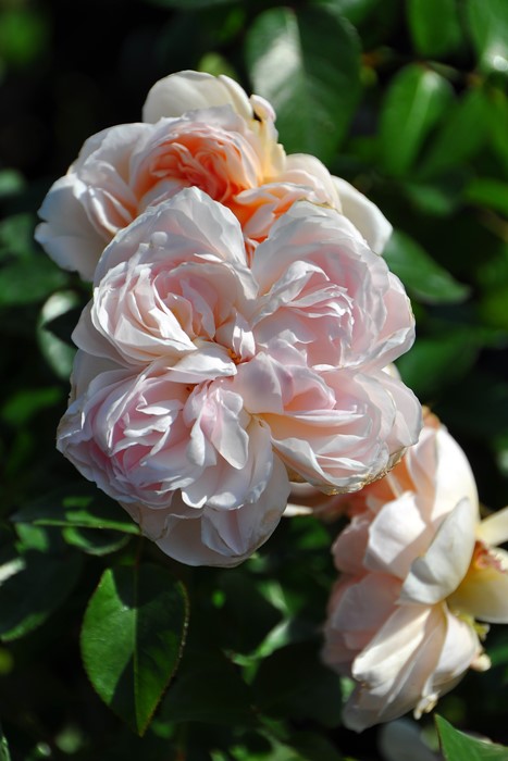 ġۥХ ꥢɥ  6ȭʡηʼϡJ-RO