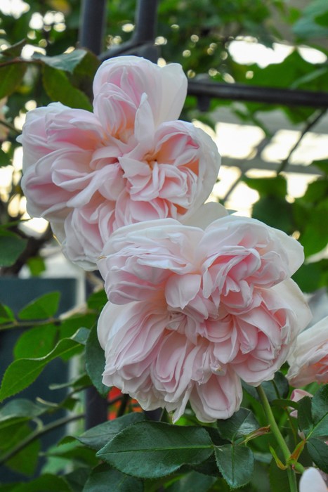 ġۥХ ꥢɥ  6ȭʡηʼϡJ-RO