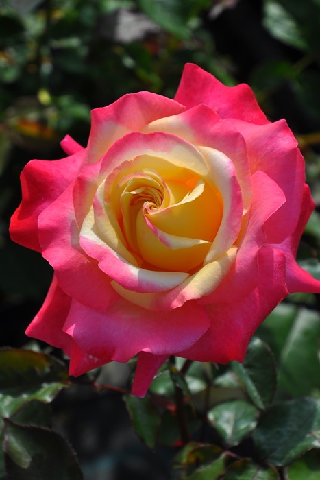 ġۥХ ϥȡ֤θ  6ȭʡηʼϡJB-YR