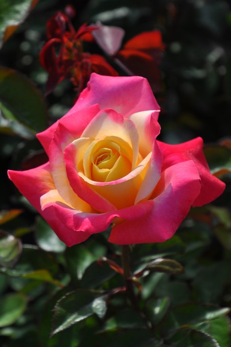 ġۥХ ϥȡ֤θ  6ȭʡηʼϡJB-YR