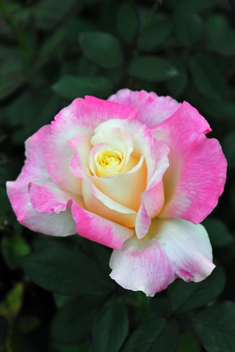 ġۥХ ϥȡ֤θ  6ȭʡηʼϡJB-YR