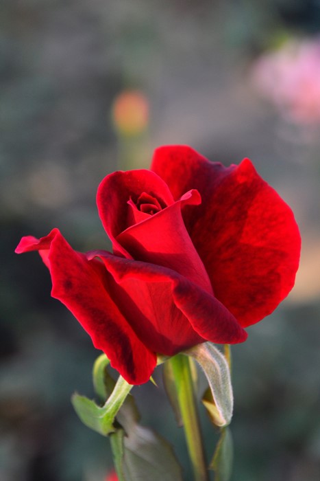 �Х��ġ����ġۥߥ�������󥫡��� ���� 6��ȭ�����ʡ�J-HT20��