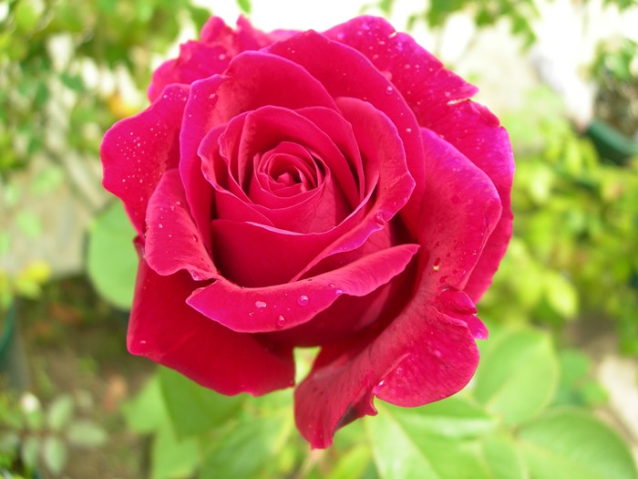 �Х��ġ����ġۥߥ�������󥫡��� ���� 6��ȭ�����ʡ�J-HT20��