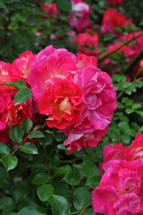 �����ġۥХ��� �Ϥ뤫���ڽ����ۥϥ륫�� ���� 6��ȭ�����ʡ�J-CL10��