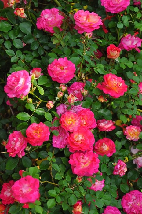 �����ġۥХ��� �Ϥ뤫���ڽ����ۥϥ륫�� ���� 6��ȭ�����ʡ�J-CL10��