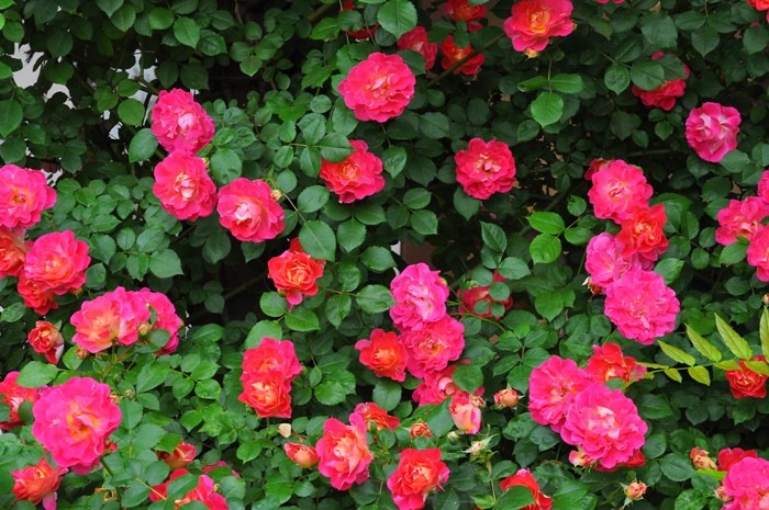 �����ġۥХ��� �Ϥ뤫���ڽ����ۥϥ륫�� ���� 6��ȭ�����ʡ�J-CL10��