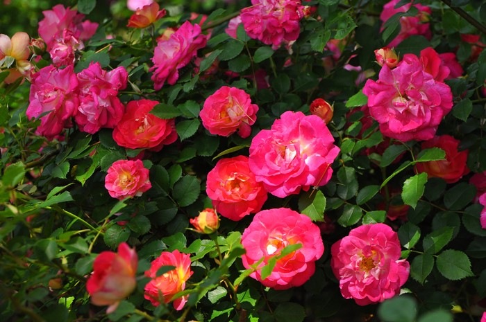 �����ġۥХ��� �Ϥ뤫���ڽ����ۥϥ륫�� ���� 6��ȭ�����ʡ�J-CL10��