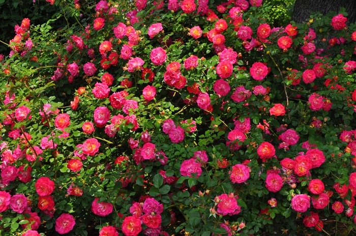 �����ġۥХ��� �Ϥ뤫���ڽ����ۥϥ륫�� ���� 6��ȭ�����ʡ�J-CL10��