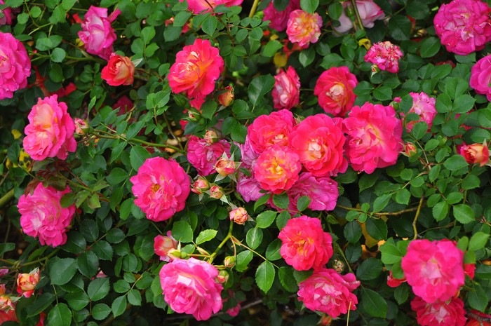 �����ġۥХ��� �Ϥ뤫���ڽ����ۥϥ륫�� ���� 6��ȭ�����ʡ�J-CL10��