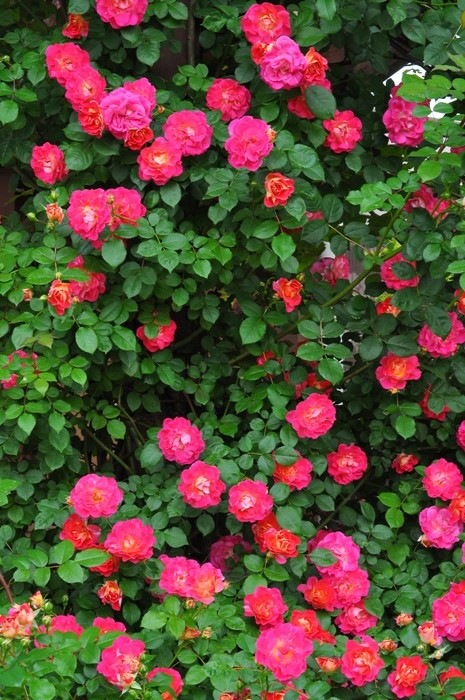 �����ġۥХ��� �Ϥ뤫���ڽ����ۥϥ륫�� ���� 6��ȭ�����ʡ�J-CL10��