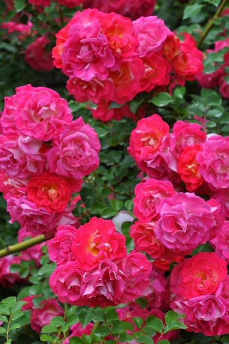 �����ġۥХ��� �Ϥ뤫���ڽ����ۥϥ륫�� ���� 6��ȭ�����ʡ�J-CL10��