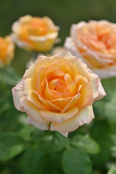 �Х��ġ����ġۥ����ȥɡ��� ���� 6��ȭ�����ʡ����ӿ建�� �ʼ���Ͽ�д���ϡ�Han-DEL��