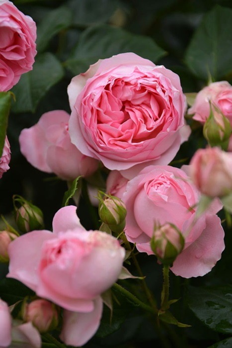 �����ġۥХ��� �����ɥ��⡼�ѥå��� ���� 6��ȭ�����ʡ�J-FL20��