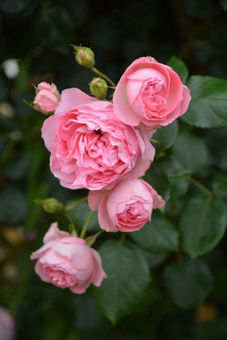 �����ġۥХ��� �����ɥ��⡼�ѥå��� ���� 6��ȭ�����ʡ�J-FL20��