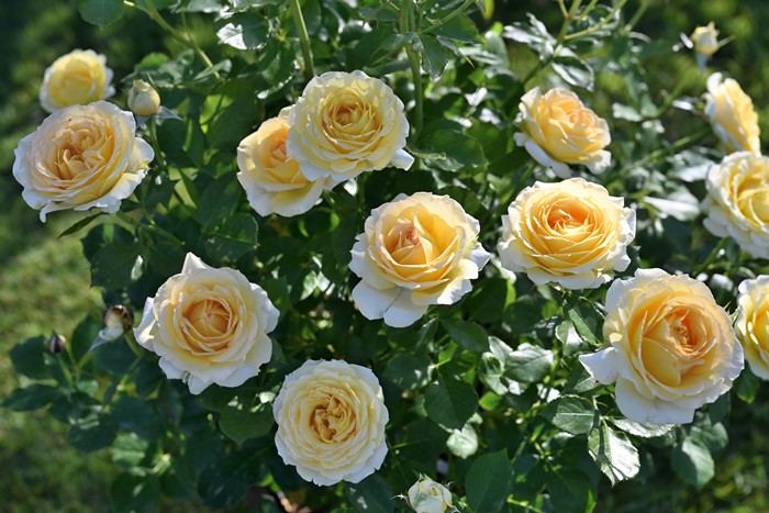 �Х��ġ����ġۥ����ȥɡ��� ���� 6��ȭ�����ʡ����ӿ建�� �ʼ���Ͽ�д���ϡ�Han-DEL��