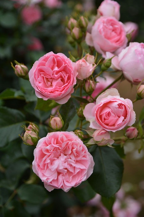 �����ġۥХ��� �����ɥ��⡼�ѥå��� ���� 6��ȭ�����ʡ�J-FL20��