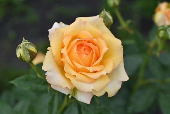 �Х��ġ����ġۥ����ȥɡ��� ���� 6��ȭ�����ʡ����ӿ建�� �ʼ���Ͽ�д���ϡ�Han-DEL��