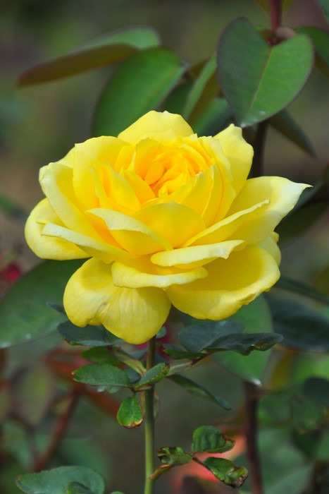 ġۥХ 襳ϥ  6ȭʡӿ建 ϿʼϡIR-IRO3