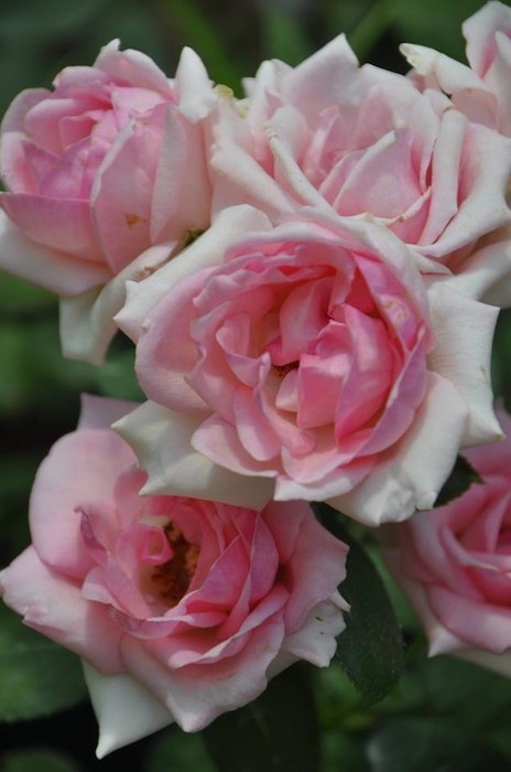 �����ġۥХ��� �ҥ��ȥ꡼ ���� 6��ȭ�����ʡ�J-HT10��