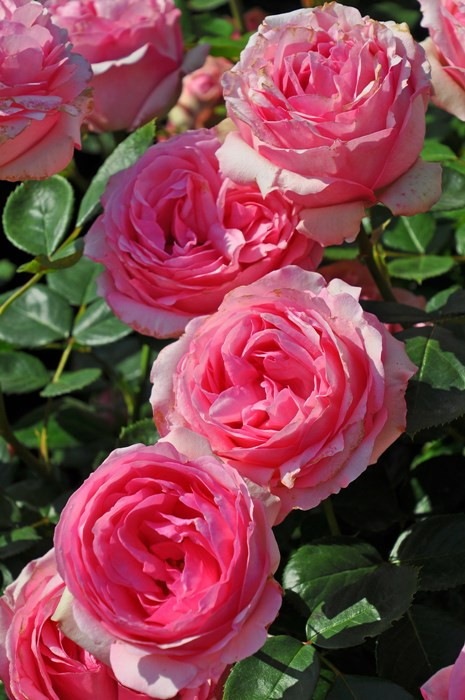 �����ġۥХ��� �ҥ��ȥ꡼ ���� 6��ȭ�����ʡ�J-HT10��